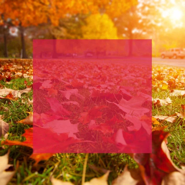 Saison des paysages orangés 🍁 🍂des ballades en forêts, des week-end au coin du feu... Retenez qu’en automne, les statuts passent de “célibataire” à “en couple” !💑 C'est la science qui le dit 🤩#automne🍂#datinggoals #loveyousomuch #toujoursdebellesrencontres #enjoylife #keeploveing #keeplove